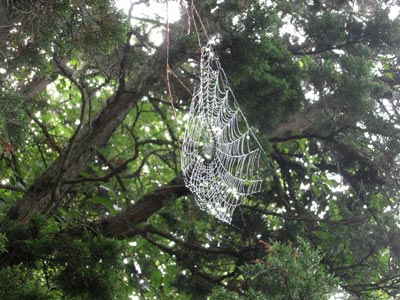 Spider Webs in Fire Island (3)