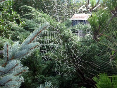 Spider Webs in Fire Island (4)