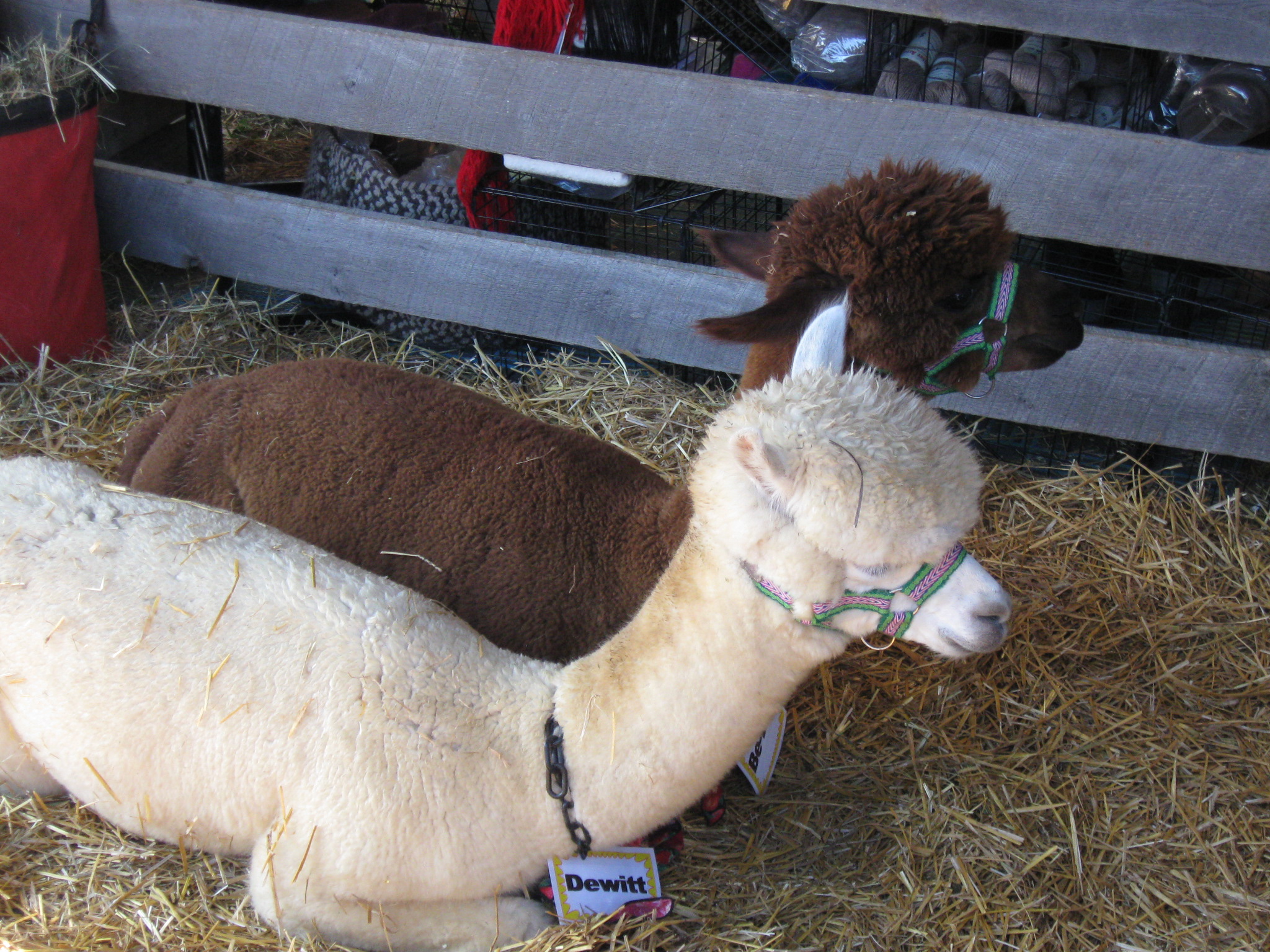 Alpacas enjoying the NY Wool Festival