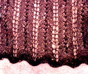 Shetland Scarf Detail - Razor Stitch