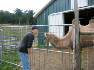 Boyfriend (now husband) & Camel at Tregellys Farm